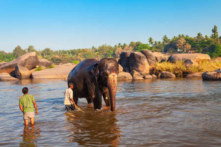 Unidentified man washing elephant in the river in Hampi in Indiaの写真素材