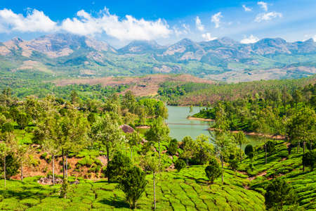 Amazing landscape view of tea plantation nature background