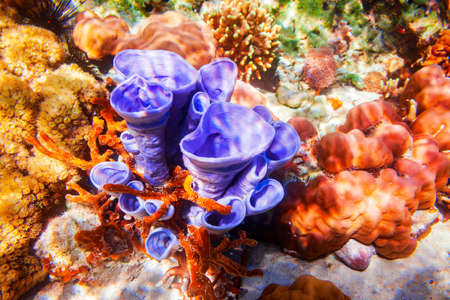Underwater coral reef tropical sea view landscapeの写真素材
