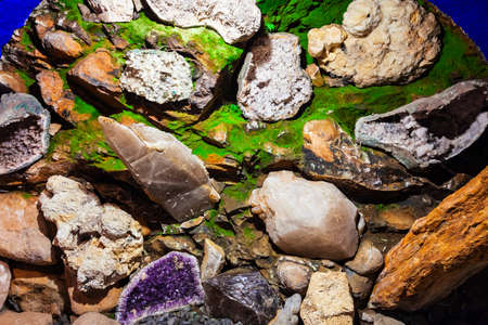 FUNCHAL, MADEIRA - JULY 04, 2014: Mother Nature Secrets exhibition at Monte Palace Museum in Madeira, Portugalのeditorial素材