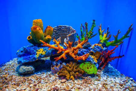 Amazing underwater coral reef aquarium landscape with tropical fish