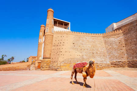 Camel at the Ark of Bukhara, an ancient massive fortress located in Bukhara city, Uzbekistanのeditorial素材