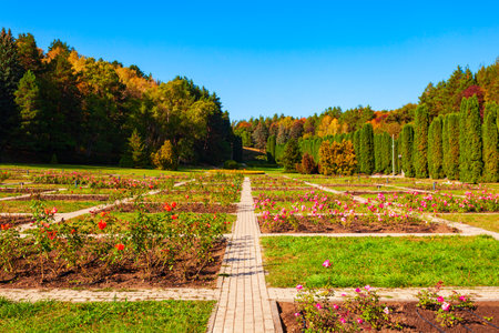 Rose garden in Kislovodsk National Park in Kislovodsk city, Russiaの写真素材
