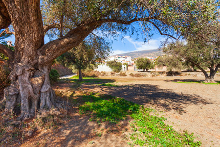Ancient olive trees route in Orgiva. Orgiva is a town in the Alpujarras area in the province of Granada in Andalusia, Spain.の写真素材