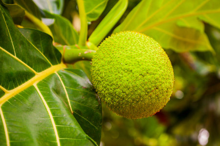 Big and ripe fruits on the breadfruit tree in Asia
