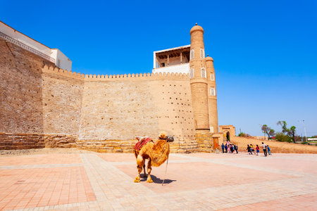 Camel at the Ark of Bukhara, an ancient massive fortress located in Bukhara city, Uzbekistanのeditorial素材
