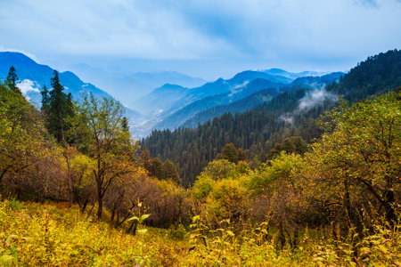Scenic landscape view of the forested Himalaya mountain slope in clouds with the evergreen conifers in mistの写真素材