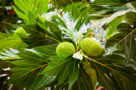Big and ripe fruits on the breadfruit tree in Asiaの写真素材