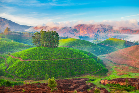 Amazing landscape view of tea plantation before sunrise nature backgroundの写真素材