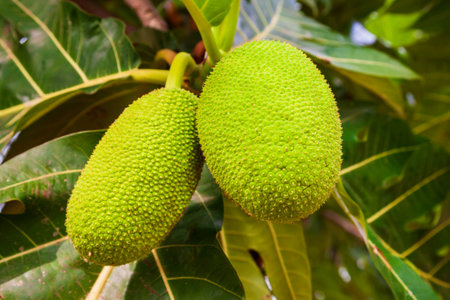 Big and ripe fruits on the breadfruit tree in Asiaの写真素材