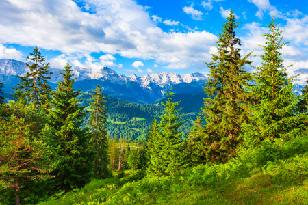 Pine forest, Zugspitze and Alpspitze Alps mountains aerial panoramic view from Eckenhutte viewpoint in Garmisch-partenkirchen town in Bavaria, southern Germanyの写真素材