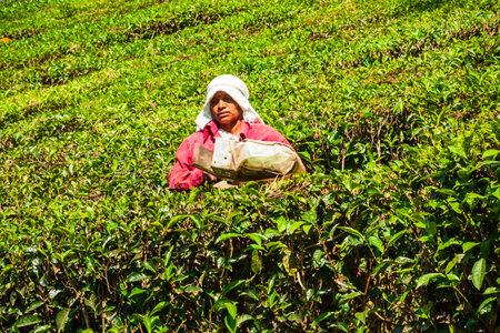 MUNNAR, INDIA - MARCH 16, 2012: Unidentified woman picking tea leaves at the tea plantation in Munnar in Indiaのeditorial素材