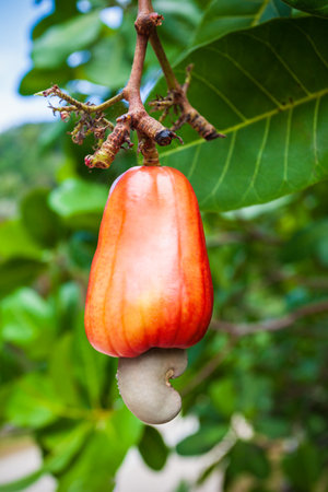 Red ripe cashew apple fruit with cashew nut on a treeの写真素材