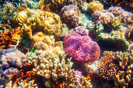 Underwater coral reef tropical sea view landscapeの写真素材