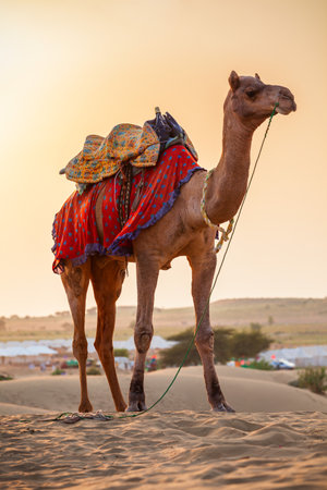 One beauty camel in desert at sunsetの写真素材