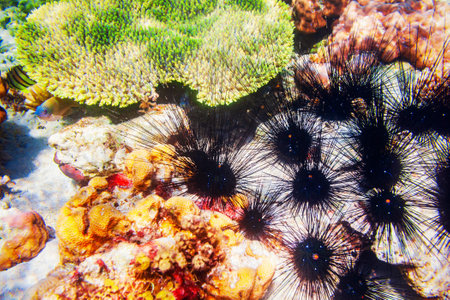 Underwater coral reef and sea urchin tropical landscapeの写真素材