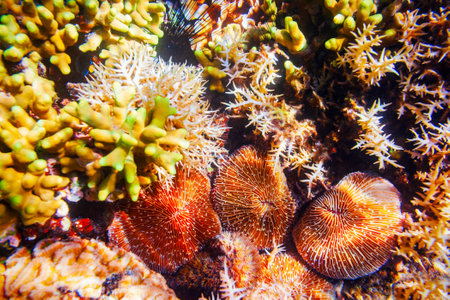 Underwater coral reef tropical sea view landscapeの写真素材