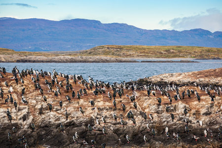 Bird Island in the Beagle Channel near the Ushuaia city. Ushuaia is the capital of Tierra del Fuego province in Argentina.の写真素材
