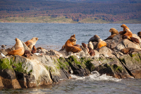 Seal Island in the Beagle Channel near the Ushuaia city. Ushuaia is the capital of Tierra del Fuego in Argentina.の写真素材