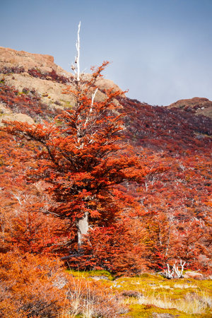 Golden forest trees near the Fitz Roy in autumn. Fitz Roy is a mountain located near El Chalten in the Patagonia, on the border between Argentina and Chile.の写真素材