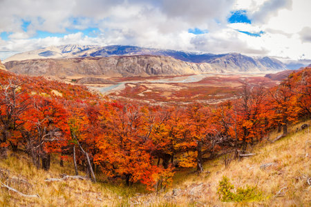 Beauty golden and red forest near the Fitz Roy. It is a mountain near El Chalten in the Patagonia, on the border between Argentina and Chile.の写真素材
