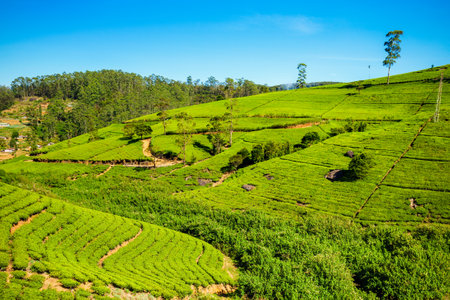 Nuwara Eliya tea plantation in Sri Lanka. Nuwara Eliya is the most important place for tea plantation and production in Sri Lanka.の写真素材