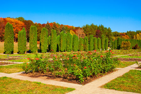 Rose garden in Kislovodsk National Park in Kislovodsk city, Russiaの写真素材
