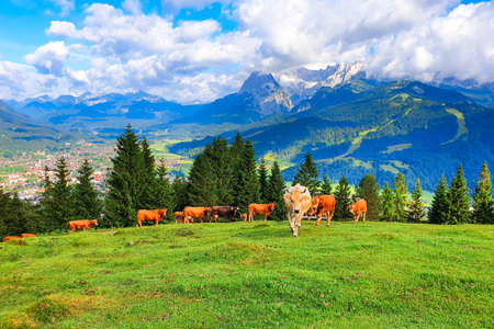 Cows graze on an alpine meadow above Garmisch-Partenkirchen. Garmisch Partenkirchen is an Alpine ski town in Bavaria, southern Germany.の写真素材