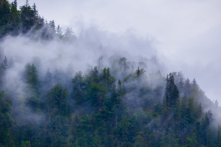 Scenic landscape view of the forested mountain slope in clouds with the evergreen conifers in mistの写真素材