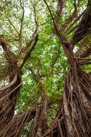Big banyan or indian ficus tree in Goa in Indiaの写真素材
