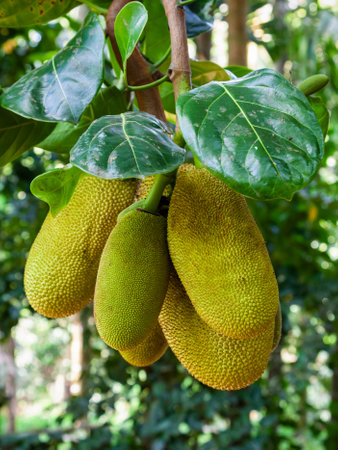 Jackfruit tree with big ripe fruits in Indiaの写真素材