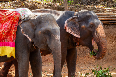 Elephant at the spice farm in Goa in Indiaの写真素材