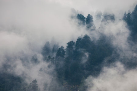 Scenic landscape view of the forested mountain slope in clouds with the evergreen conifers in mistの写真素材