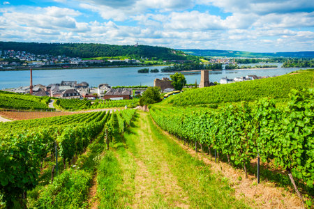 Vineyards, Rudesheim am Rhein and Bingen am Rhein town aerial panoramic view in the Rhine Valley, Germanyの写真素材
