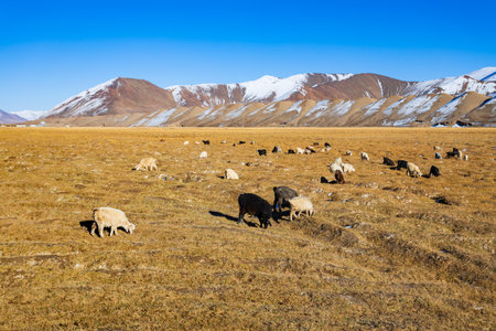 A flock of sheep and goats graze in a field near the Murghab town in Tajikistan. Murghab or Murghob or Murgab is located on the Pamir Highway.の写真素材