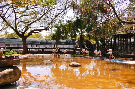 flamingos in the lakeの写真素材