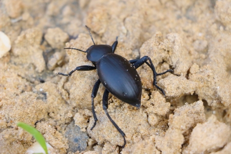 approximate picture dung beetle in natureの写真素材