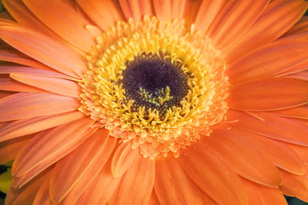 flower full of joy and funの写真素材