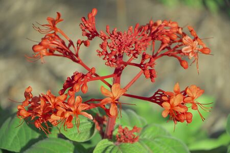 Botanical red flower like a small red treeの写真素材