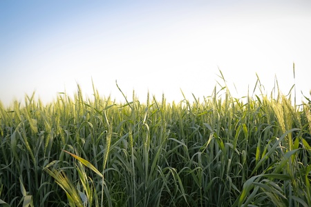 wheat in Israel