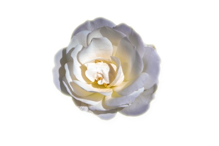 Isolated rose on white backgroundの写真素材