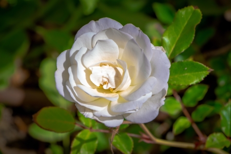 Single white rose on the nature backgroundの写真素材