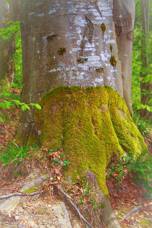 part of the tree with mossの写真素材