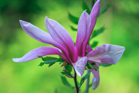 Unblown pink lily flower bud isolated on a on natural blurred backgroundの写真素材