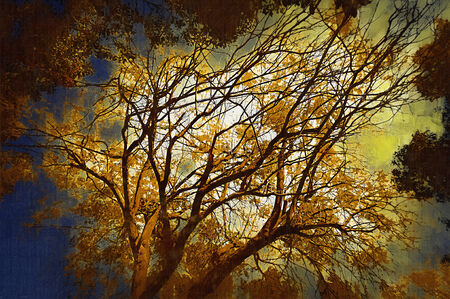 Directing their tree crowns through closer to the sunの写真素材