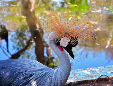 African bird, Grey crowned crane (Balearica regulorum)の写真素材