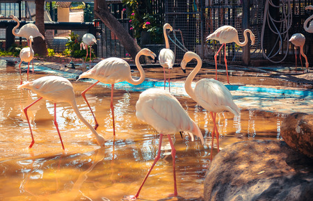 A flock of pink flamingos in the artificial pondの写真素材