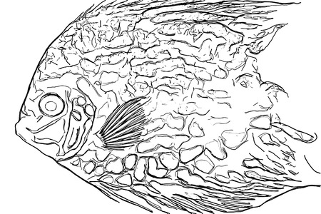 fish. illustration. sketch. drawing. fish on a white backgroundの写真素材