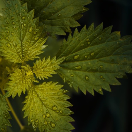 For lovers of style close-up.  Nettles.の写真素材