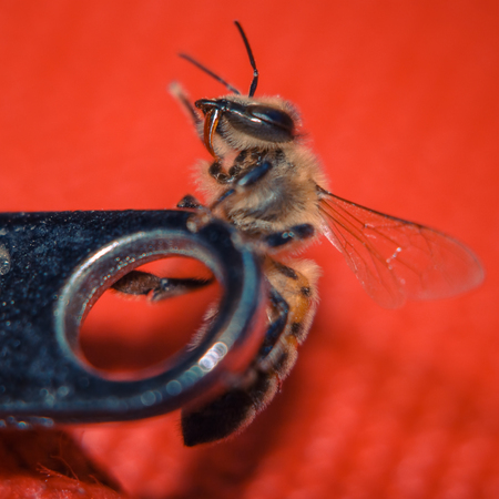 The bee has flown into a room crawling on the wardrobe zip. macro.の写真素材